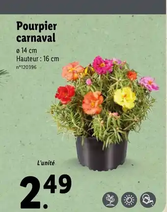 Lidl Pourpier carnaval offre