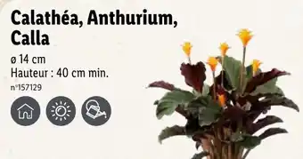 Lidl Calathéa, anthurium, calla offre