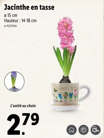 Lidl Jacinthe en tasse offre