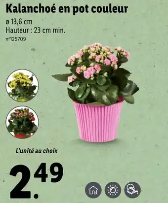 Lidl Kalanchoé en pot couleur offre