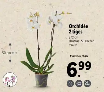 Lidl Orchidée 2 tiges offre