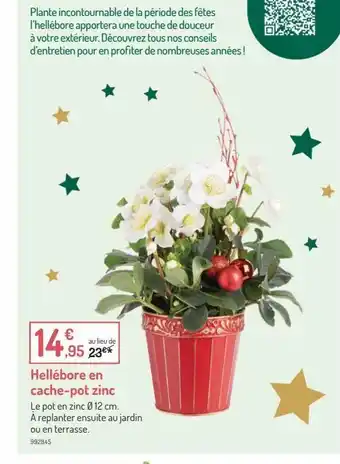 Botanic Hellebore en cache-pot zinc offre