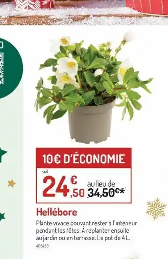 Botanic Hellebore offre