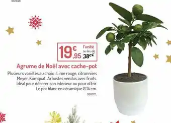 Botanic Agrume de noel avec cache-pot offre