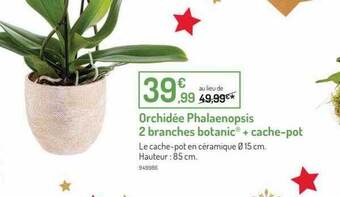 Botanic Orchidée phalaenopsis 2 branches botanic + cache-pot offre