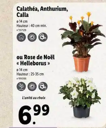 Lidl Calathéa, anthurium, calla ou rose de noël «helleborus» offre