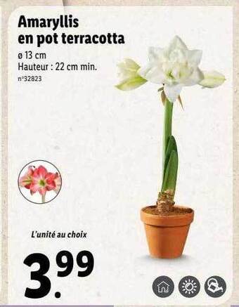 Lidl Amaryllis en pot terracotta offre