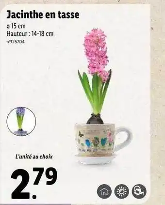 Lidl Jacinthe en tasse offre