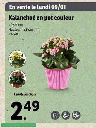 Lidl Kalanchoé en pot couleur offre