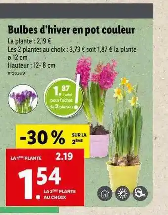Lidl Bulbes d'hiver en pot couleur offre