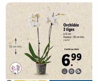 Lidl Orchidée 2 tiges offre