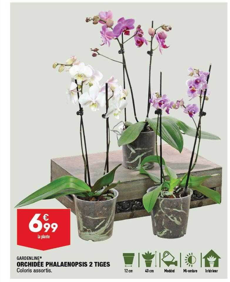 Promo Orchidée phalaenopsis 2 tiges gardenline chez ALDI