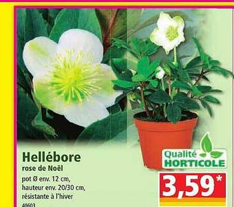 Norma Hellébore rose de noël offre