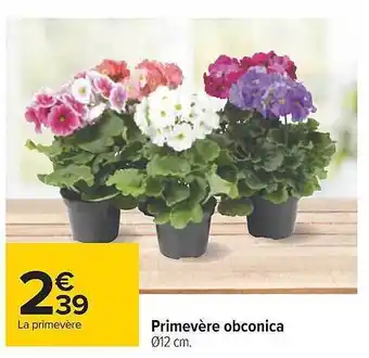 Carrefour Primevère obconica offre