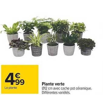 Carrefour Plante verte offre