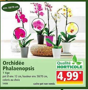 Norma Orchidée phalaenopsis offre