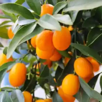 Gamm vert Kumquat offre