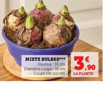 Super U Mixte bulbes offre
