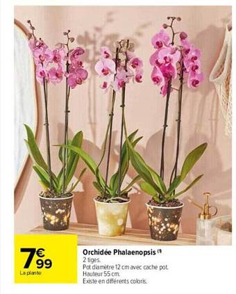 Carrefour Market Orchidée phalaenopsis offre