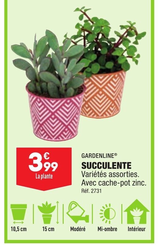 Promo Succulente chez ALDI