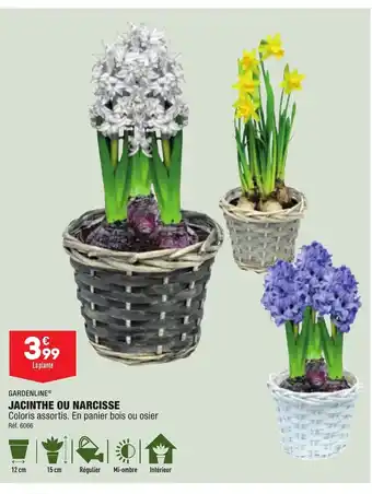 ALDI Jacinthe Ou Narcisse offre