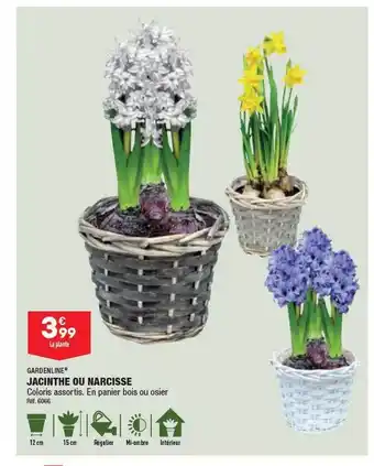 ALDI Jacinthe ou narcisse gardenline offre