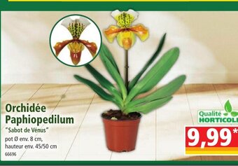 Norma Orchidée paphiopedilum offre