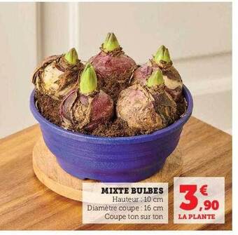 Hyper U Mixte bulbes offre