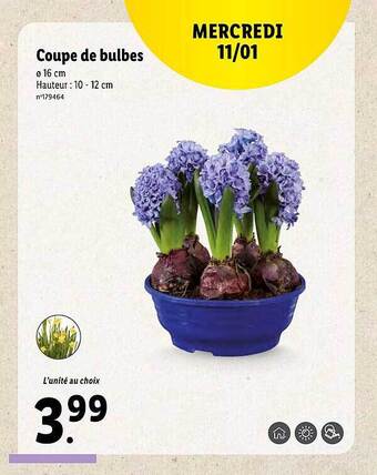 Lidl Coupe de bulbes offre