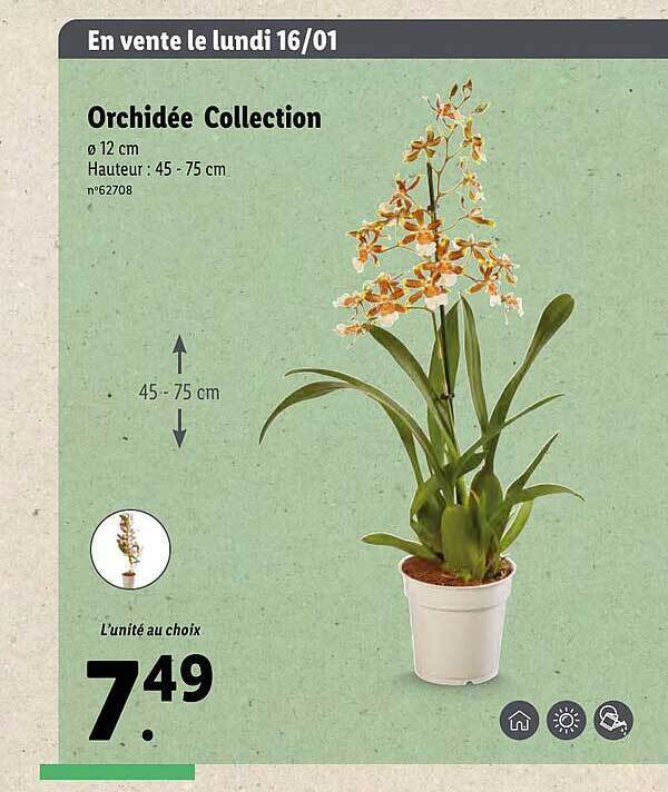 Promo Orchidée collection chez Lidl