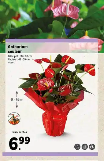Lidl Anthurium couleur offre