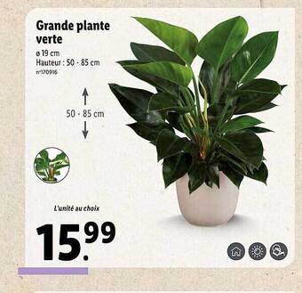 Lidl Grande plante verte offre