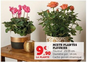 Hyper U Mixte plantes fleuries offre