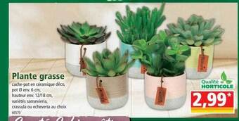 Norma Plante grasse offre