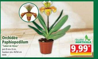 Norma Orchidée paphiopedilum offre