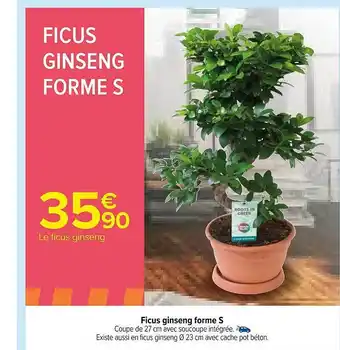 Carrefour Ficus ginseng form s offre