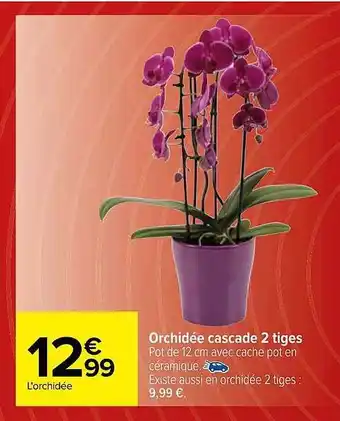 Carrefour Orchidée cascade 2 tiges offre