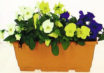 Casino Supermarchés Viola Jardinière couleur offre