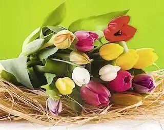 Bouquets de 12 tulipes