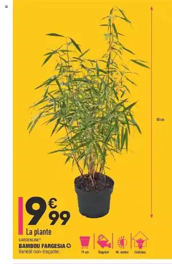 ALDI Bambou Fargesia Gardenline offre