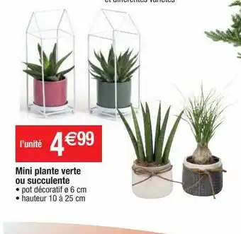 Cora x Carrefour Mini plante verte ou succulente offre