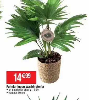 Cora x Carrefour Palmier jupon washingtonia offre