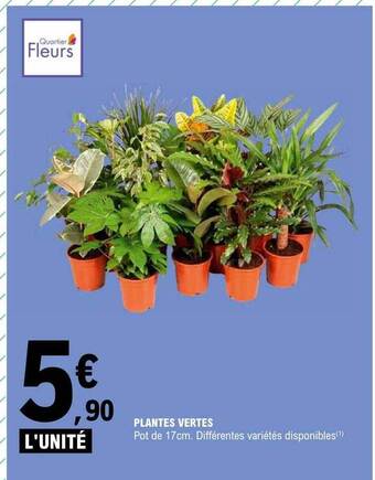 E.Leclerc Plantes vertes offre