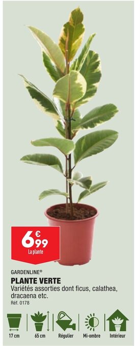 ALDI Gardenline Plante Verte offre