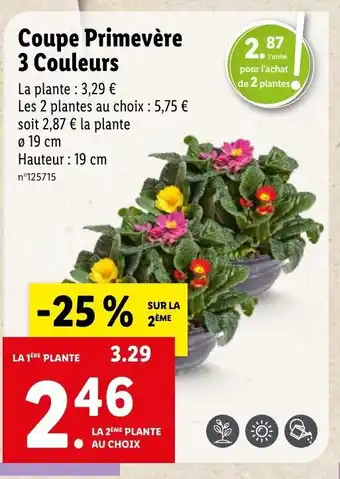 Lidl Coupe Primevère 3 Couleurs offre