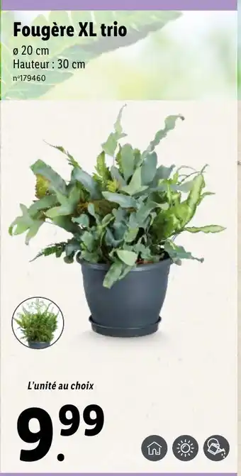 Lidl Fougère XL trio offre