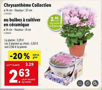 Chrysanthème Collection