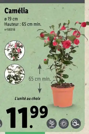 Lidl Camélia offre