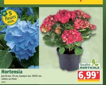 Norma Hortensia offre