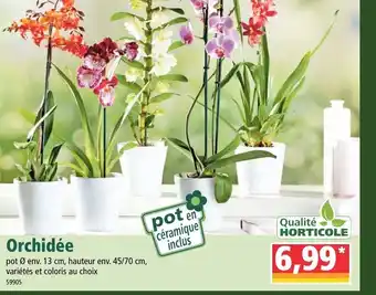 Norma Orchidée offre